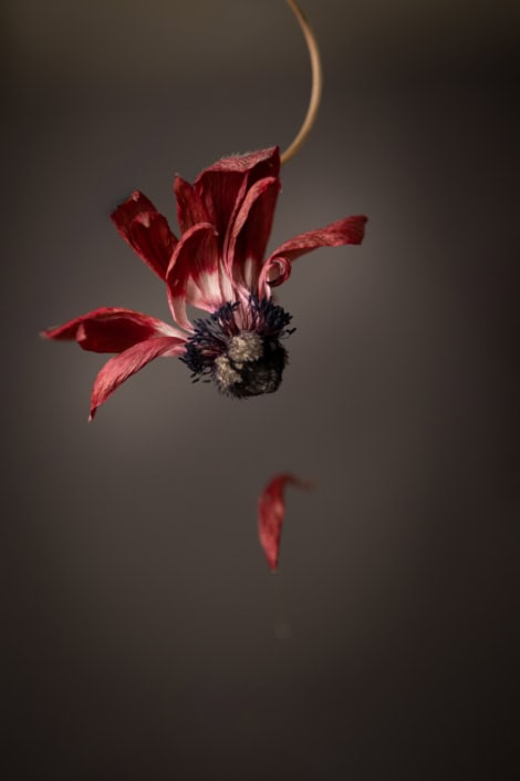 Close-up of a withered red flower hanging against a dark background.