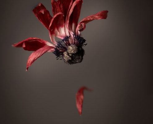 Close-up of a withered red flower hanging against a dark background.