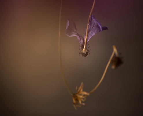 Close-up of withered purple flower hanging from a thin stem.