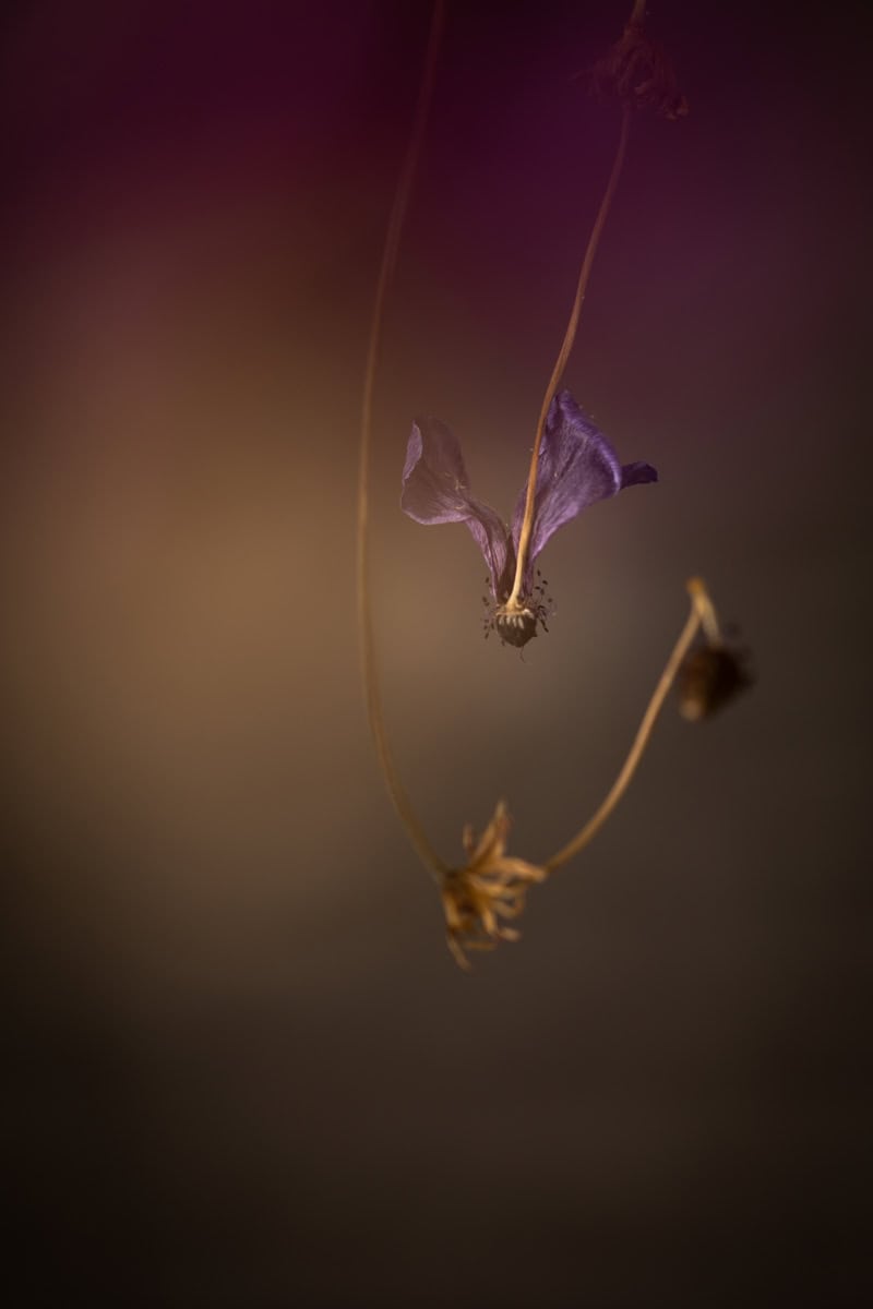 Close-up of withered purple flower hanging from a thin stem.