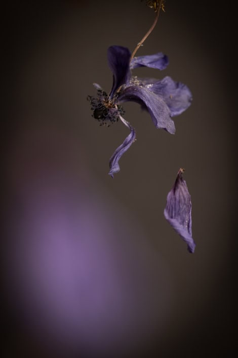 Close-up of a withered purple flower with a bee on it.