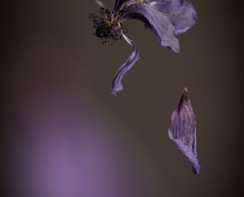 Close-up of a withered purple flower with a bee on it.