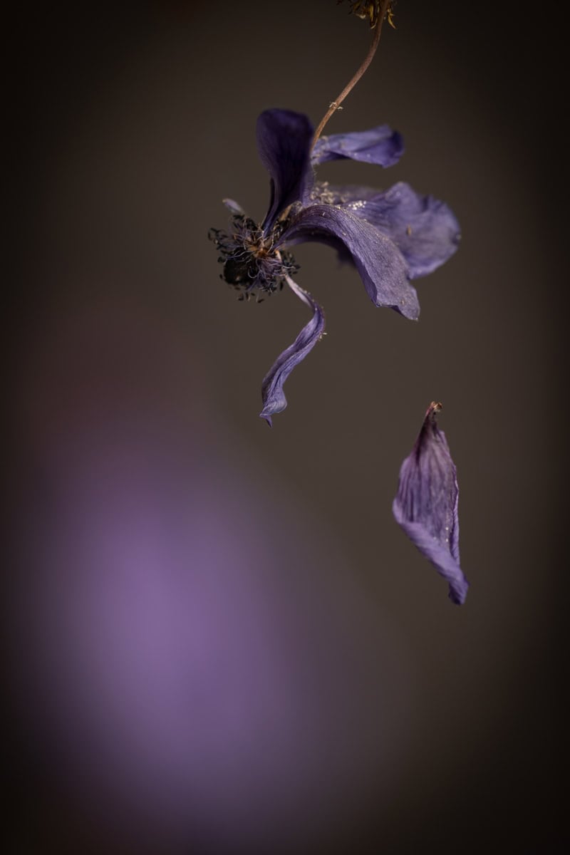 Close-up of a withered purple flower with a bee on it.