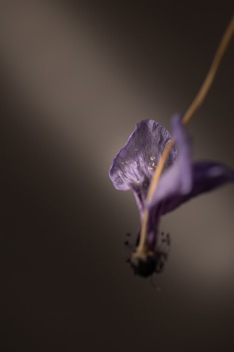 Close-up of a purple flower with a blurred background.