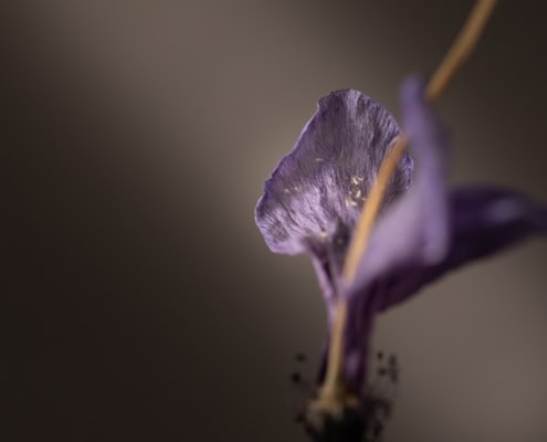 Close-up of a purple flower with a blurred background.