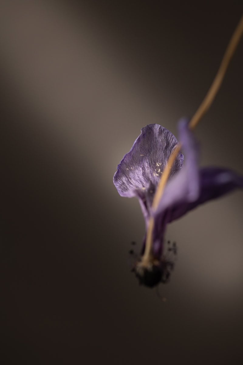 Close-up of a purple flower with a blurred background.