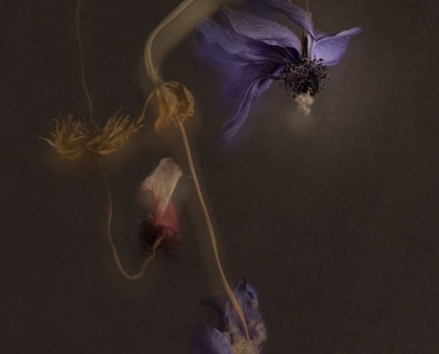 Dried purple and pink flowers on dark background for artistic composition.
