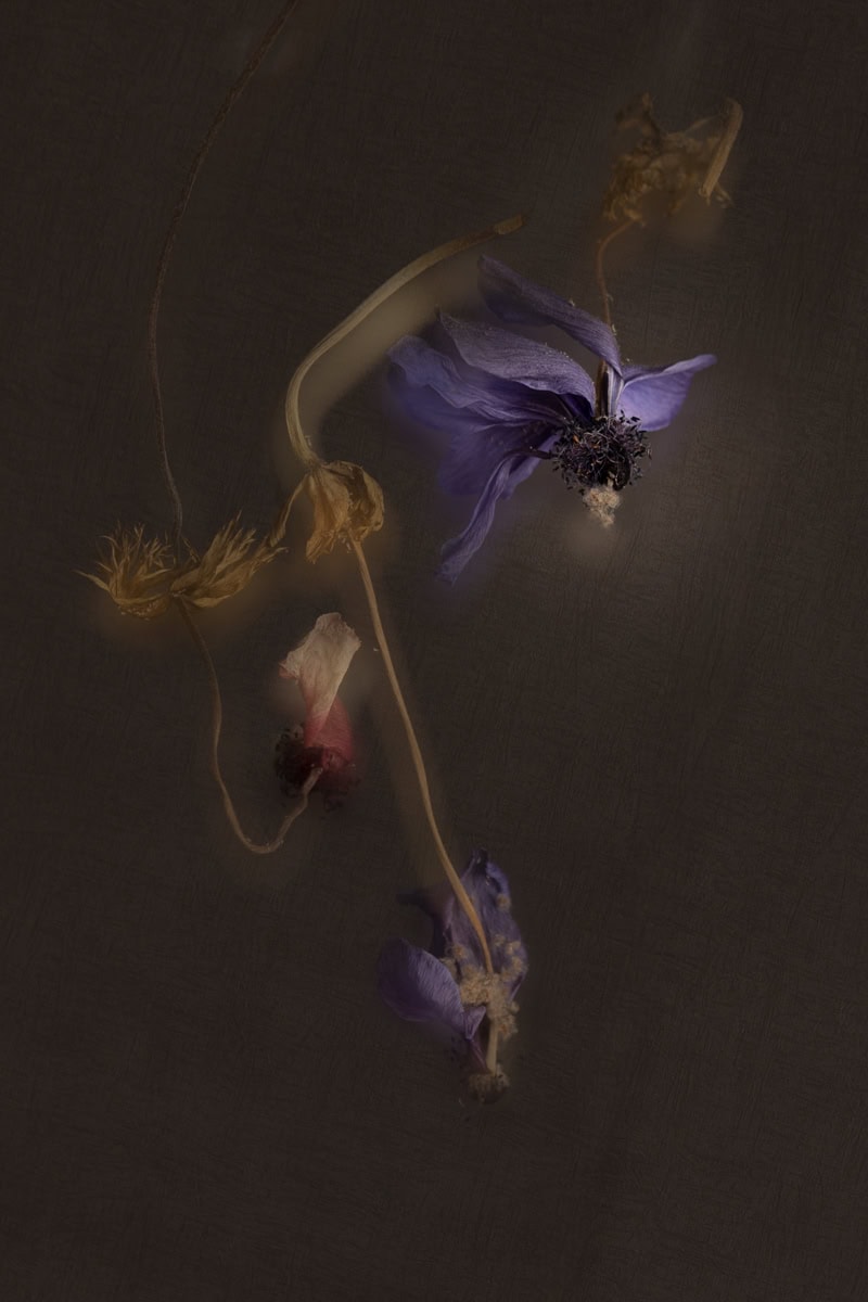 Dried purple and pink flowers on dark background for artistic composition.