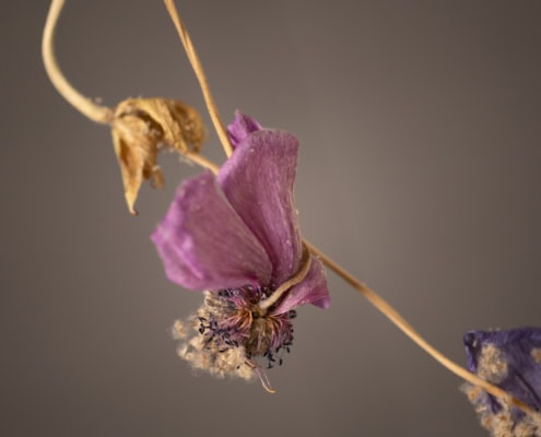 Close-up of dried purple and brown flowers on a neutral background.