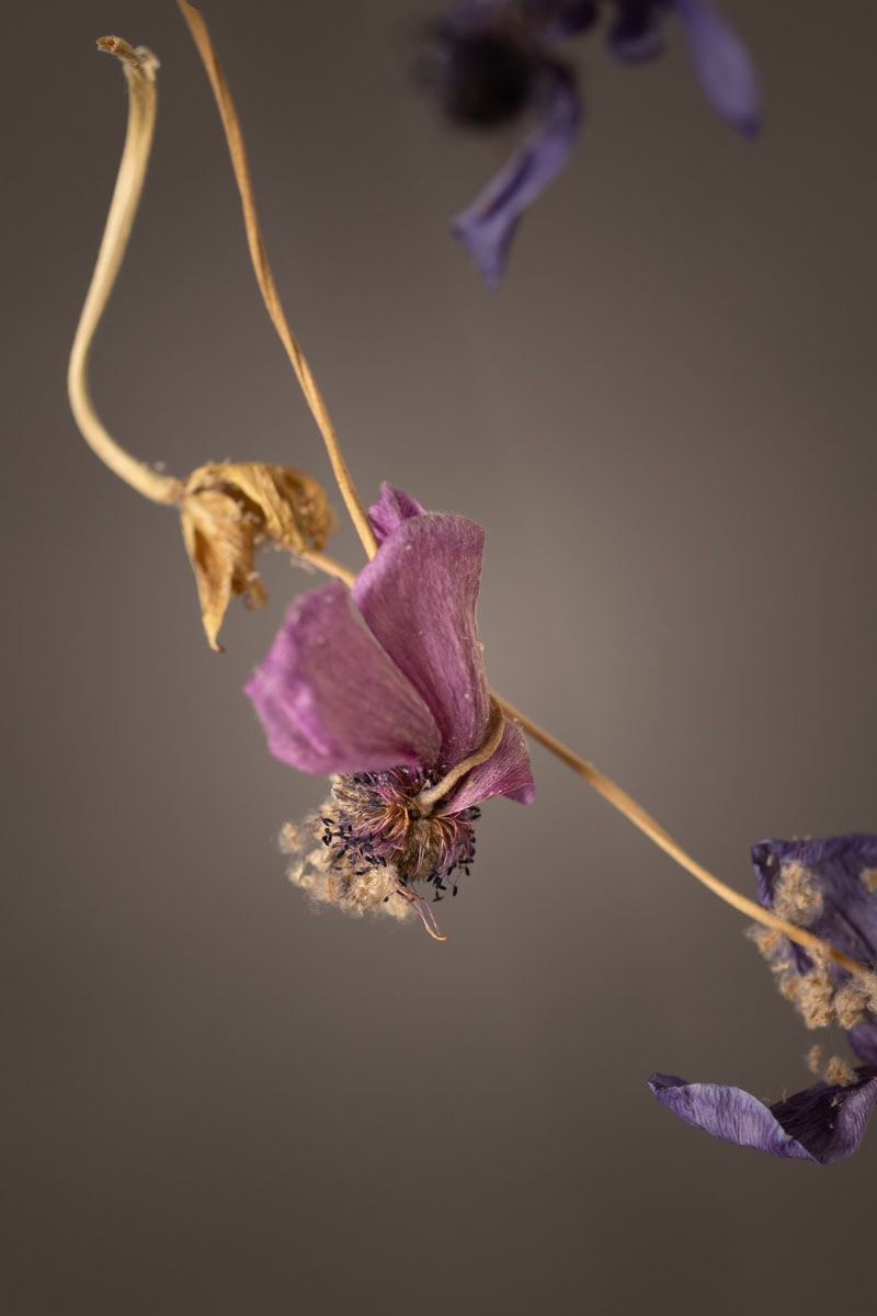 Close-up of dried purple and brown flowers on a neutral background.