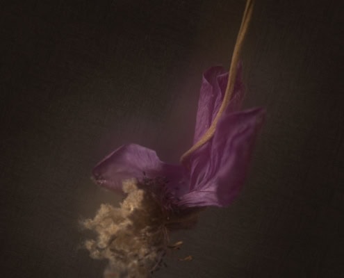 Withered purple flower hanging upside down in dark setting.