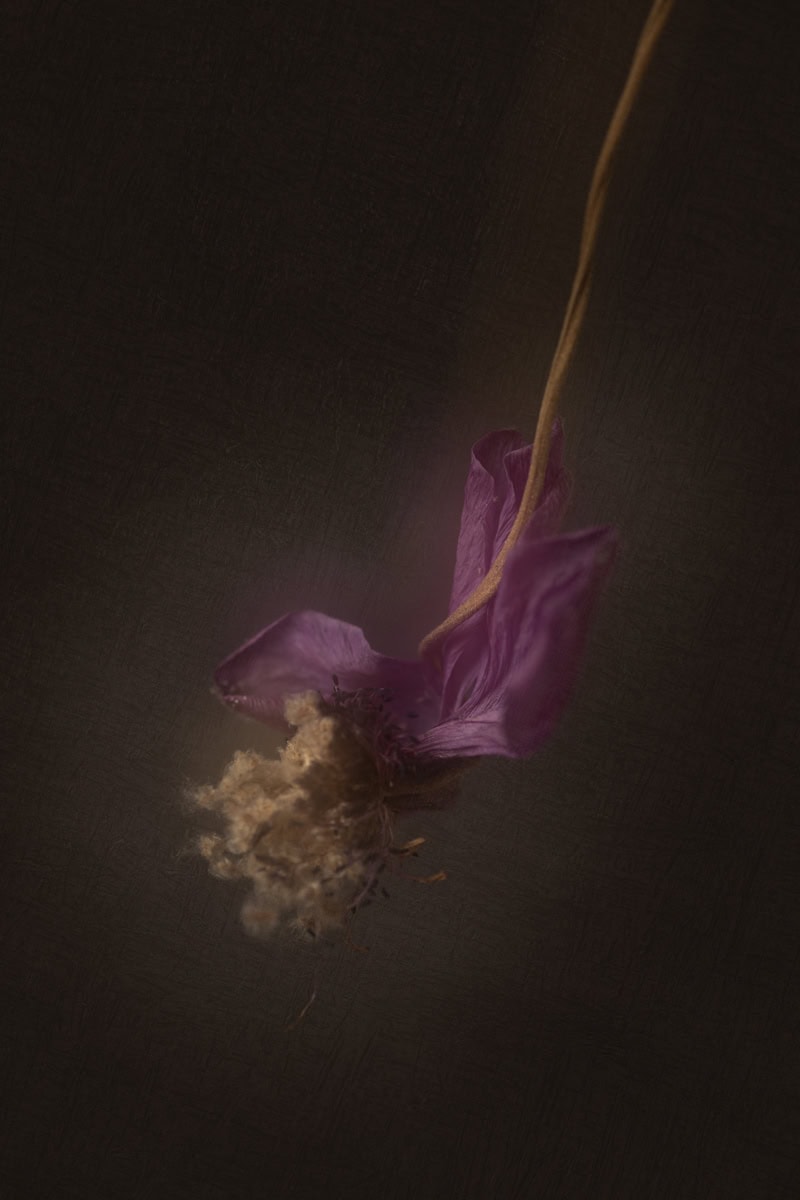 Withered purple flower hanging upside down in dark setting.