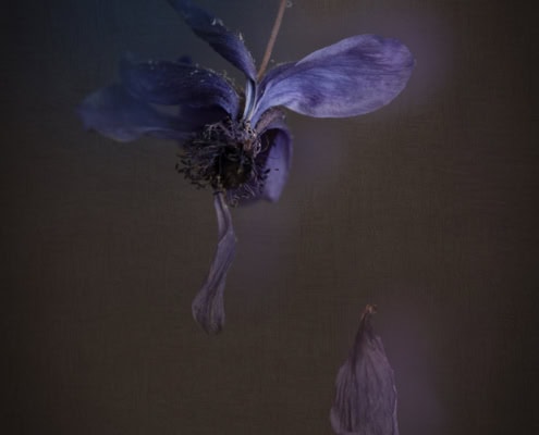 Close-up of a withered purple flower and falling petal on dark background.