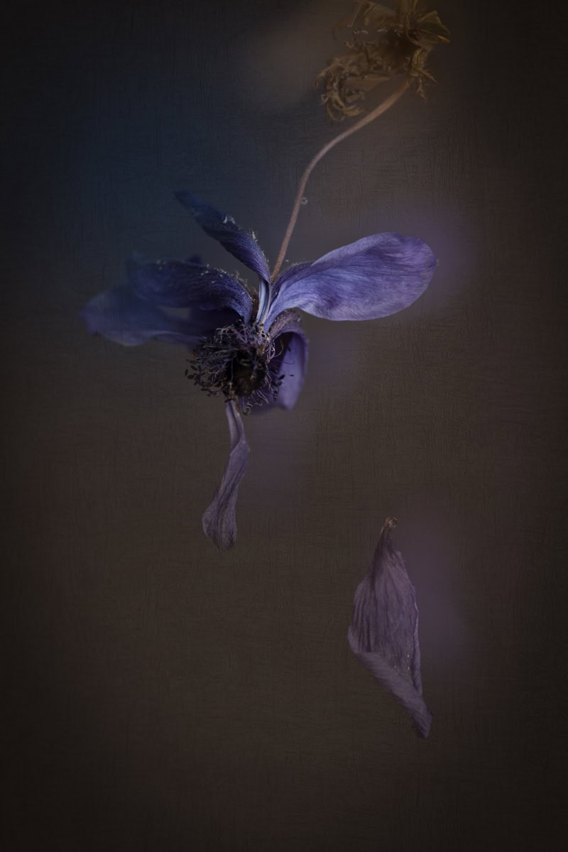 Close-up of a withered purple flower and falling petal on dark background.