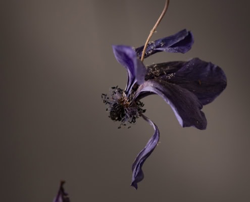 Close-up of a withered purple flower hanging against a neutral background.