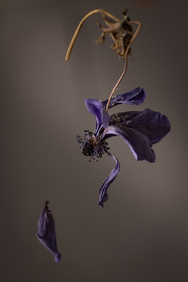 Close-up of a withered purple flower hanging against a neutral background.