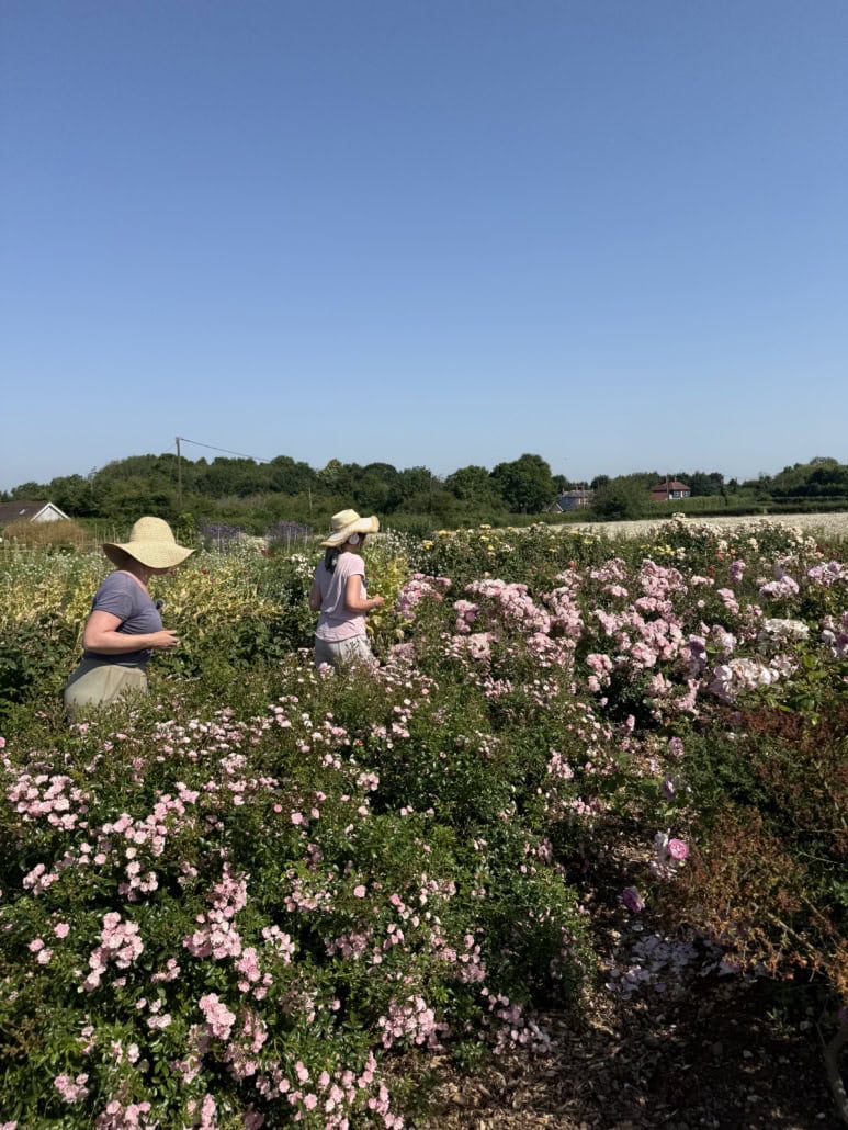 Clare Redman, Gingerly Green Flower Farm, talks to Louisa Peacock on Where We Come Alive Two women in wide-brimmed hats picking roses in a sunny garden.